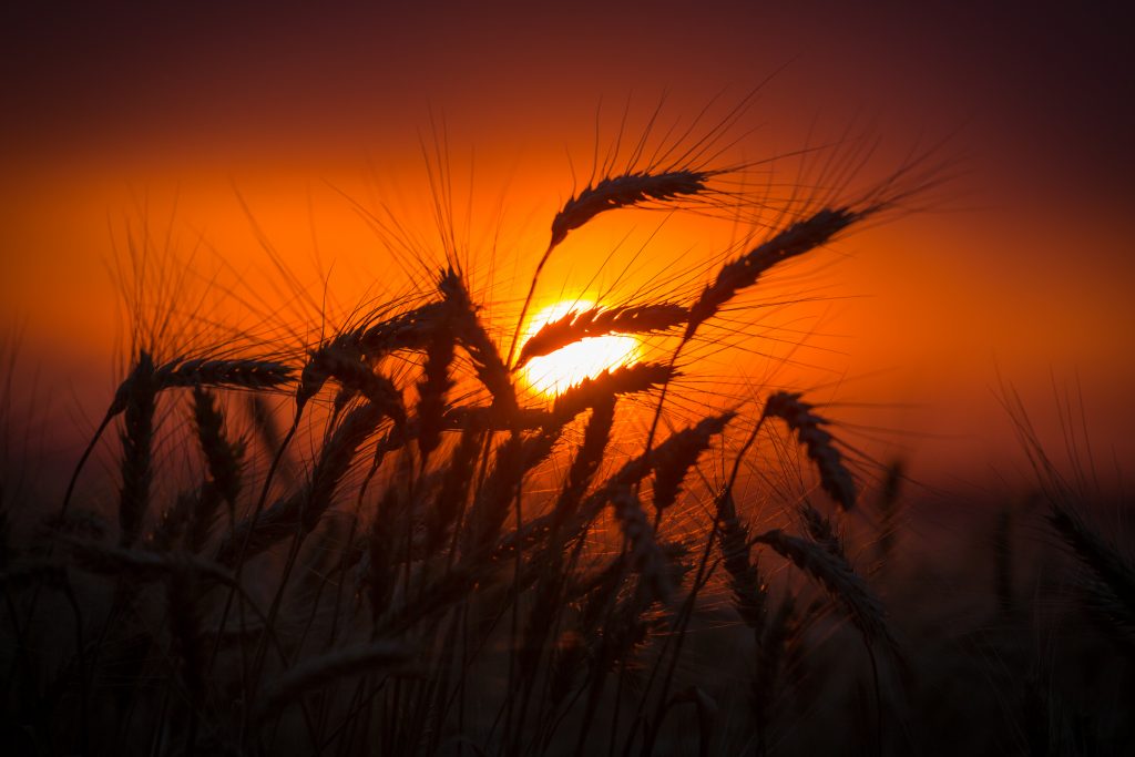 settore agroalimentare